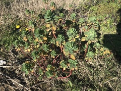 Euphorbia helioscopia