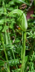 Pterostylis monticola