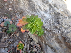 Euphorbia helioscopia