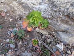 Euphorbia helioscopia