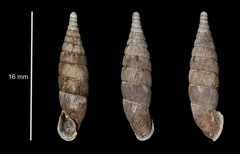 Laciniaria plicata
