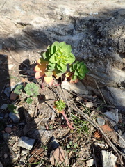 Euphorbia helioscopia