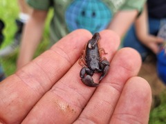 Cheloctonus intermedius