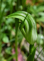 Pterostylis monticola