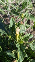 Datura ferox