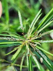 Cyperus sphacelatus