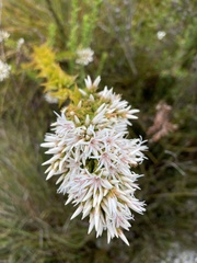 Sprengelia propinqua