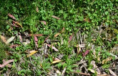Pterostylis monticola
