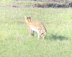 Leptailurus serval lipostictus