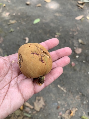 Bitter nutmeg (Myristica beddomei)