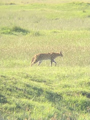 Leptailurus serval lipostictus