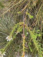 Sprengelia propinqua