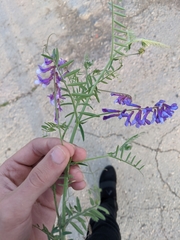 Vicia villosa