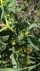 Datura ferox