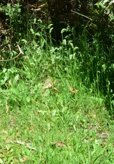 Pterostylis monticola