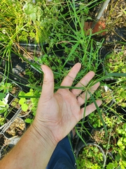 Cyperus sphacelatus
