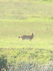 Leptailurus serval lipostictus