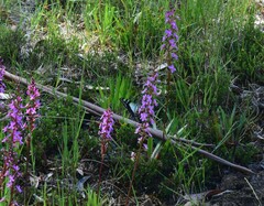 Graphium macleayanus moggana
