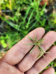 Cyperus sphacelatus