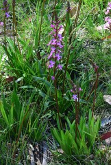 Graphium macleayanus moggana