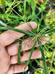 Cyperus sphacelatus