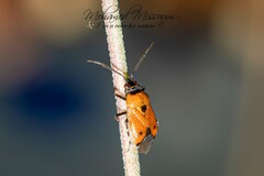 Deraeocoris punctum