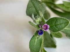 Asperugo procumbens
