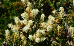 Orites lancifolius