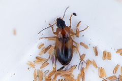 Stenolophus teutonus