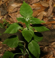 Pseuderanthemum tenellum