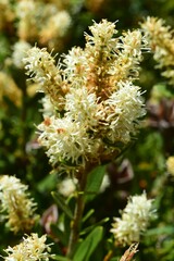 Orites lancifolius