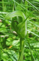 Pterostylis monticola