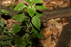 Pseuderanthemum tenellum