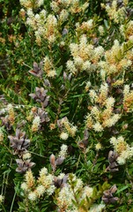 Orites lancifolius