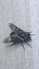 Triclista guttata