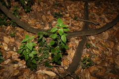 Pseuderanthemum tenellum