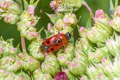 Deraeocoris punctum