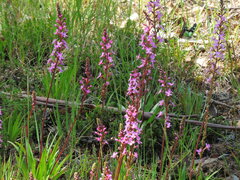 Graphium macleayanus moggana