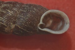 Macrogastra attenuata