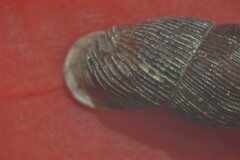 Macrogastra attenuata