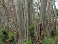 Eucalyptus pauciflora acerina