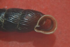 Macrogastra plicatula