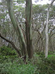 Eucalyptus pauciflora acerina