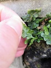 Asplenium ruta-muraria