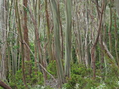 Eucalyptus pauciflora acerina