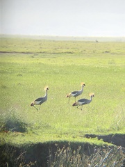 Balearica regulorum