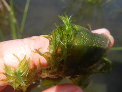 Lagarosiphon major