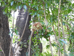 Cordia americana