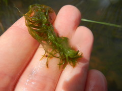 Lagarosiphon major