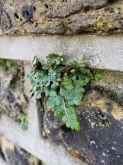 Asplenium ruta-muraria